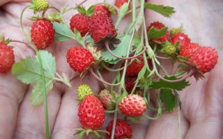 Ang mga nakapagpapagaling na katangian ng mga ligaw na strawberry at contraindication