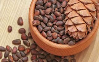 Mga pine nut: kapaki-pakinabang na mga katangian at kontraindiksyon, nilalaman ng calorie, komposisyon