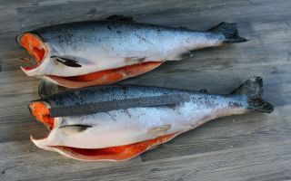 Coho Salmon: ประโยชน์และอันตรายปริมาณแคลอรี่ข้อห้าม