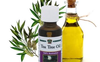 Fordelene og anvendelsen af ​​tea tree essentiel olie til hår