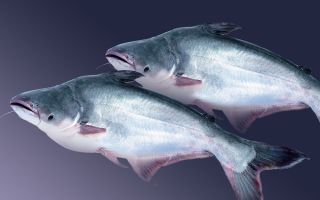Pangasius Fisch: Vorteile und Bewertungen