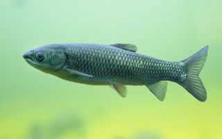 Propiedades útiles del pez carpa herbívora: descripción, composición.
