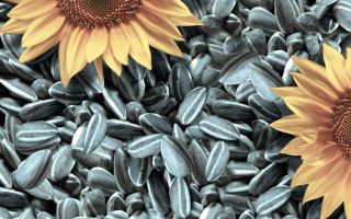 Výhody a poškodenia slnečnicových semien pre telo