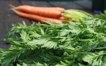 Porkkanan yläosat: hyödyt ja haitat, hyödylliset ominaisuudet, vasta-aiheet