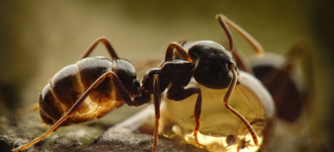 Kyselina mravčia (E236): zloženie, čo je užitočné, rozsah