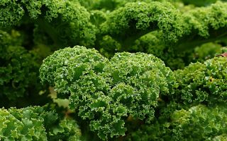 Kale-salaatti: hyödylliset ominaisuudet, koostumus ja vasta-aiheet
