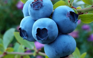 Maaari bang magpasuso ng mga blueberry?