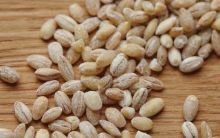 Cháo lúa mạch: lợi và hại, cách nấu đúng cách