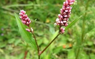 Grass (highlander) pochuyna: propiedades medicinales y contraindicaciones.