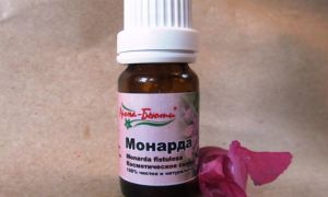 Bergamot herbs: kapaki-pakinabang na mga katangian at contraindication, larawan at paglalarawan