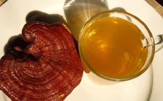 Hubová lakovaná ganoderma (reishi): užitočné vlastnosti a kontraindikácie