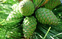 Mga pine cone: mga benepisyo at pinsala, mga gamot na pang-gamot na may mga larawan
