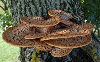 Scaly kabute (tinder fungus): application, benefit at harms