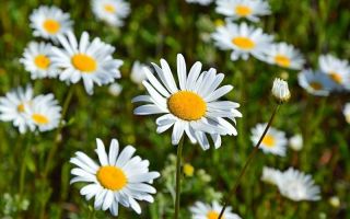 Nivyanka thường (hoa cúc đồng cỏ): lợi và hại, ứng dụng
