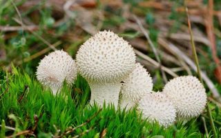 Impermeabile: la composizione del fungo commestibile, dove cresce, proprietà utili