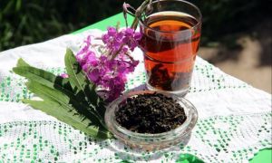 Ivan tea: mga benepisyo at pinsala sa kalusugan, mga katangian ng gamot, larawan, aplikasyon
