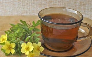 Kurilos arbatos (penkialapis) krūmas: naudingos savybės, nuotr