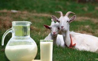 Keçi sütü: kullanışlı özellikleri ve kontrendikasyonları