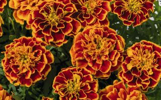 Chernobrivtsi (Ringelblumen): Nutzen und Schaden für die Gesundheit, heilende Eigenschaften
