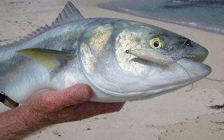 היתרונות של דגי קאהוואי: תיאור ותמונה, טעם