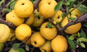 Japanese quince: kapaki-pakinabang na mga pag-aari at contraindications