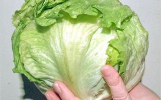 Tại sao món salad Iceberg lại hữu ích?