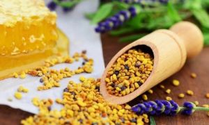 Pollen: propriétés utiles et contre-indications, comment prendre